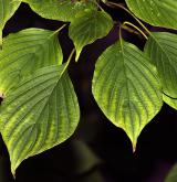 svída střídavolistá <i>(Cornus alternifolia)</i> / List