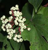 svída drsnolistá <i>(Cornus asperifolia)</i> / Plod