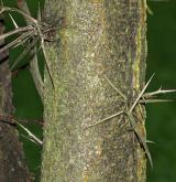 dřezovec čínský <i>(Gleditsia sinensis)</i> / Borka kmene