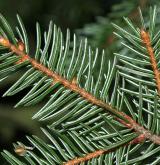 smrk Glehnův <i>(Picea glehnii)</i> / List