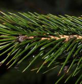 smrk spinulosa <i>(Picea spinulosa)</i> / List