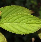kalina velkokvětá <i>(Viburnum grandiflorum)</i> / List