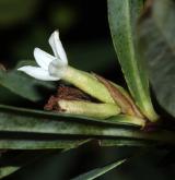 lýkovec altajský <i>(Daphne altaica)</i> / Květ/Květenství