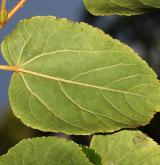 lípa  <i>(Tilia kiusiana)</i> / List