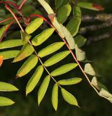 jeřáb decora <i>(Sorbus decora)</i> / List