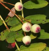 jeřáb forrestii <i>(Sorbus forrestii)</i> / Plod