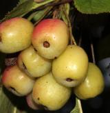 jabloň laločnatá <i>(Malus toringoides)</i> / Plod