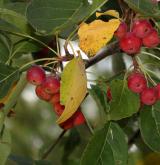 jabloň Rockova <i>(Malus rockii)</i> / Plod