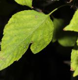 jabloň kansujská <i>(Malus kansuensis)</i> / List