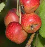 jabloň mandžuská <i>(Malus mandshurica)</i> / Plod