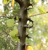 jabloň sikimská <i>(Malus sikkimensis)</i> / Borka kmene