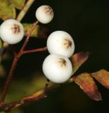 jeřáb  <i>(Sorbus setschwanensis)</i> / Plod