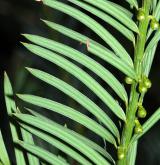 tis  <i>(Taxus wallichiana)</i> / List