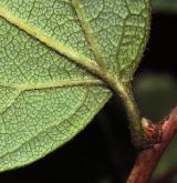 tavolník pýřitý <i>(Spiraea pubescens)</i> / List