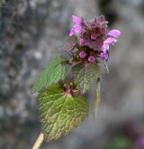 hluchavka nachová <i>(Lamium purpureum)</i> / Květ/Květenství