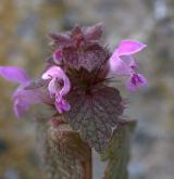 hluchavka nachová <i>(Lamium purpureum)</i> / Květ/Květenství