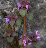 hluchavka nachová <i>(Lamium purpureum)</i> / Habitus