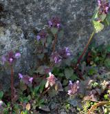 hluchavka nachová <i>(Lamium purpureum)</i> / Habitus