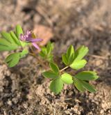 dymnivka bobovitá <i>(Corydalis intermedia)</i> / Habitus