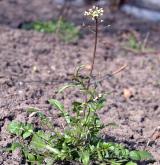 kokoška pastuší tobolka <i>(Capsella bursa-pastoris)</i> / Habitus