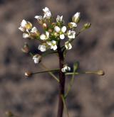 kokoška pastuší tobolka <i>(Capsella bursa-pastoris)</i> / Květ/Květenství