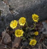 podběl lékařský <i>(Tussilago farfara)</i> / Habitus