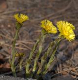 podběl lékařský <i>(Tussilago farfara)</i> / Habitus