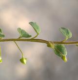 rozrazil laločnatý <i>(Veronica sublobata)</i> / Habitus