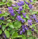 violka drsná <i>(Viola ×scabra)</i> / Habitus