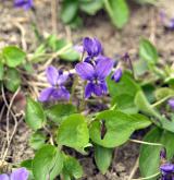 violka drsná <i>(Viola ×scabra)</i> / Habitus