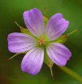 kakost holubičí <i>(Geranium columbinum)</i>