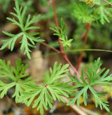 kakost holubičí <i>(Geranium columbinum)</i>