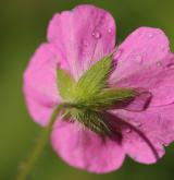 kakost krvavý <i>(Geranium sanguineum)</i>