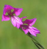 mečík bahenní <i>(Gladiolus palustris)</i> / Květ/Květenství