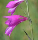 mečík bahenní <i>(Gladiolus palustris)</i> / Květ/Květenství