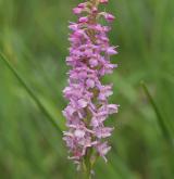 pětiprstka vonná <i>(Gymnadenia odoratissima)</i> / Květ/Květenství