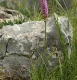 pětiprstka vonná <i>(Gymnadenia odoratissima)</i> / Habitus