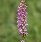 pětiprstka vonná <i>(Gymnadenia odoratissima)</i>