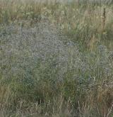 šater latnatý <i>(Gypsophila paniculata)</i> / Habitus