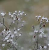 šater latnatý <i>(Gypsophila paniculata)</i> / Květ/Květenství