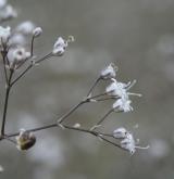 šater latnatý <i>(Gypsophila paniculata)</i>