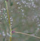šater latnatý <i>(Gypsophila paniculata)</i> / List