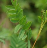 kopyšník tmavý <i>(Hedysarum hedysaroides)</i> / List