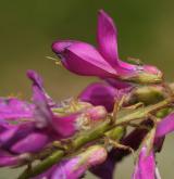 kopyšník tmavý <i>(Hedysarum hedysaroides)</i> / Květ/Květenství