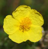 devaterník velkokvětý <i>(Helianthemum grandiflorum)</i>