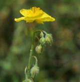 devaterník velkokvětý <i>(Helianthemum grandiflorum)</i> / Květ/Květenství