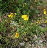 devaterník velkokvětý <i>(Helianthemum grandiflorum)</i> / Habitus