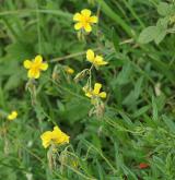 devaterník velkokvětý <i>(Helianthemum grandiflorum)</i> / Habitus