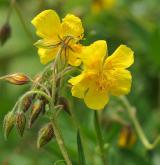 devaterník velkokvětý <i>(Helianthemum grandiflorum)</i> / Květ/Květenství