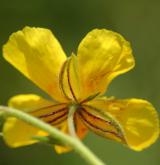 devaterník velkokvětý <i>(Helianthemum grandiflorum)</i>